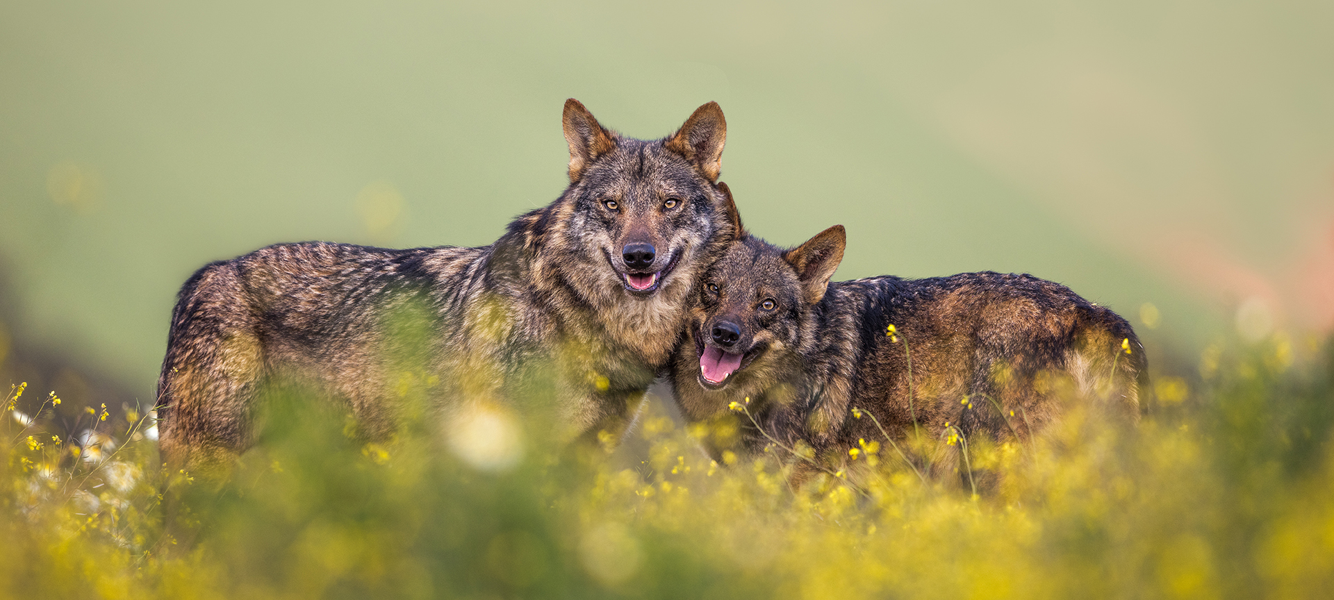 An Iberian wolf in the wild 