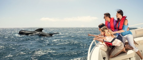 Whale watching in La Palma