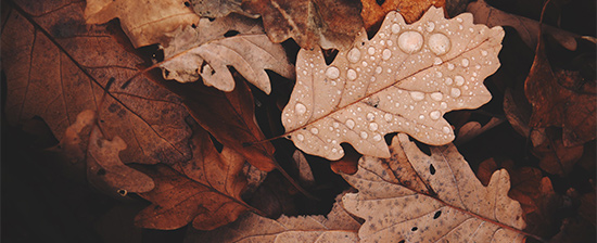 Hojas en Otoño © Daniel Frank