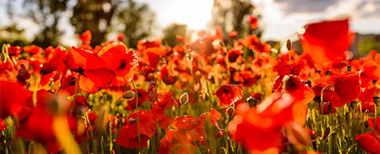 Flores em Palafrugell, Girona © Leonard Cotte