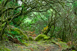 Garajonay National Park