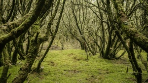 Bosco di laurisilva, Isole Canarie