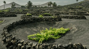 Vineyards in Lanzarote