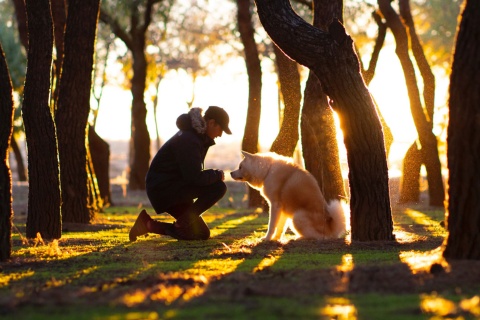 Animais de estimação