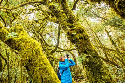 Parque Nacional de Garajonay