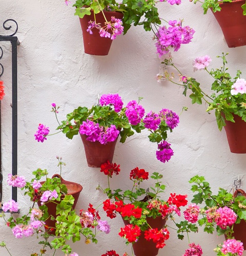 Blumen in Córdoba