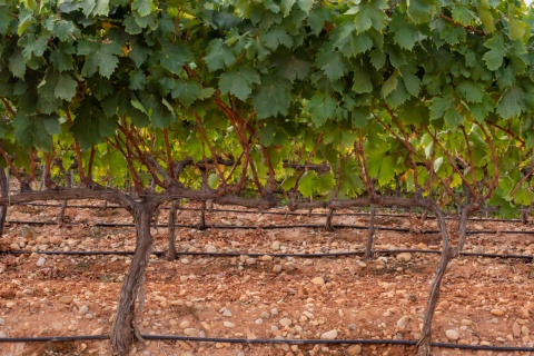 Vinhedos na região de Montilla-Moriles, Andaluzia