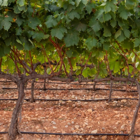 Vinhedos na região de Montilla-Moriles, Andaluzia