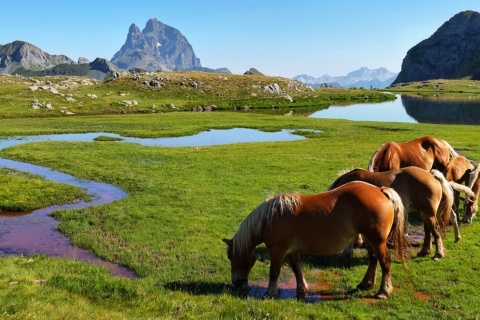 Horses at the Anayet ibón, between Canfranc and Formigal, Huesca