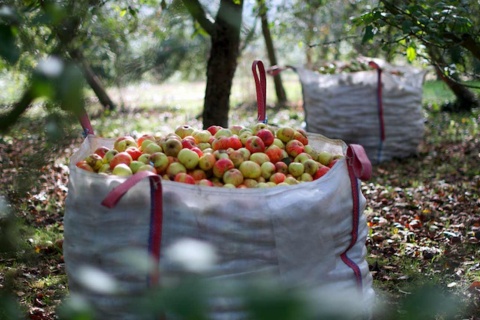 Picnic with cider in Cangas de Onís (Asturias)