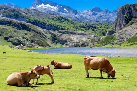 Des vaches paissent près du lac Ercina à Covadonga