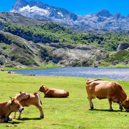 Cows grazing by Lake Ercina in Covadonga