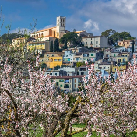 Floración en el pueblo de Selva en Mallorca, Islas Baleares