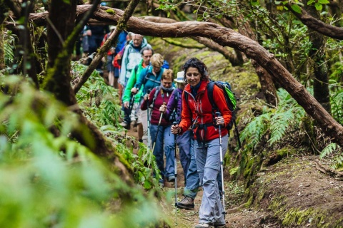 Caminhada em floresta de laurissilva