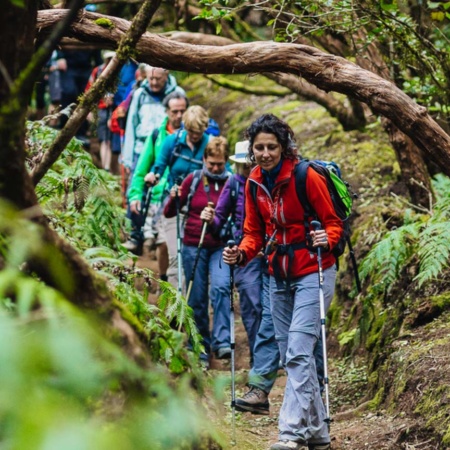 Trekking nel bosco di laurisilva