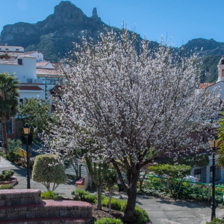 Amendoeiras florindo em Tejeda, Gran Canaria