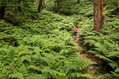 Laurel forest on the Island of La Palma, Canary Islands