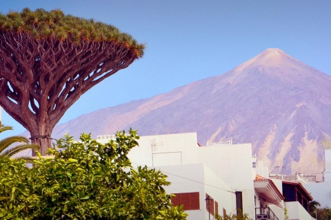 Icod de los Vinos. Teneriffa