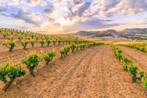 Weinberge in Ribera del Duero