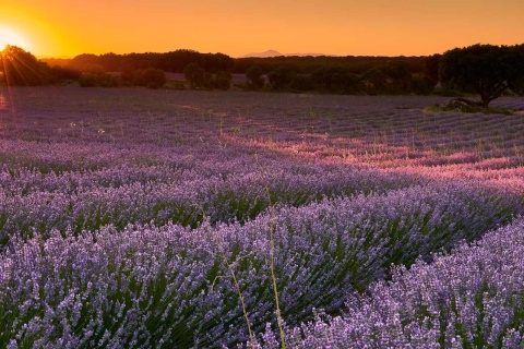 Campi di lavanda a Brihuega. Guadalajara