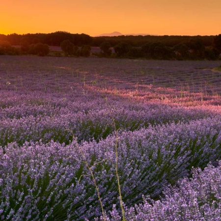 Campi di lavanda a Brihuega. Guadalajara