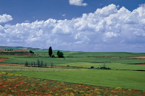 Felder in La Almarcha. Cuenca