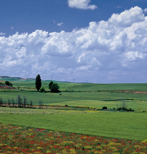 Campos en La Almarcha. Cuenca