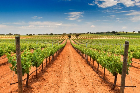 Widok na winnice Bodegas Fontana w Fuente de Pedro Naharro, Cuenca