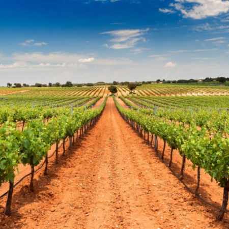 View of the vineyards of Bodegas Fontana in Fuente de Pedro Naharro, Cuenca