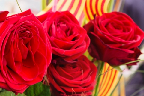 Ramo di rose nel giorno di Sant Jordi. Barcellona