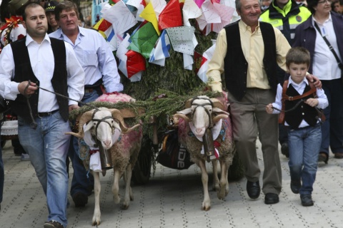 Wóz ciągnięty przez dwa barany niesie ofiarę mieszkańców wsi podczas święta Mondas w Talavera de la Reina (Toledo, Kastylia-La Mancha)