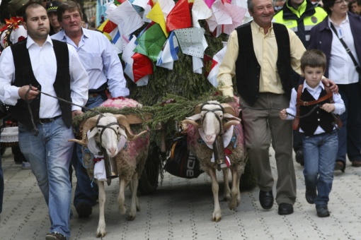 Un carro tirado por dos carneros porta la ofrenda de los vecinos de una pedanía en la fiesta de Mondas, en Talavera de la Reina (Toledo, Castilla-La Mancha)