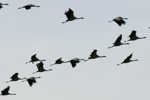 Kraniche auf der Internationalen Messe für Ornithologietourismus