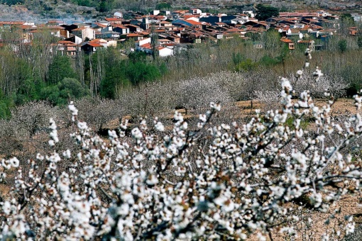 Vallée du Jerte (province de Cáceres)