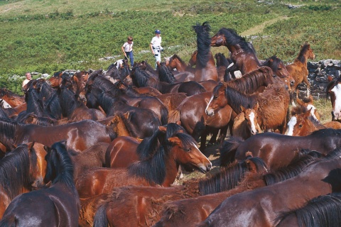 A rapa das bestas (horse-shearing festival)