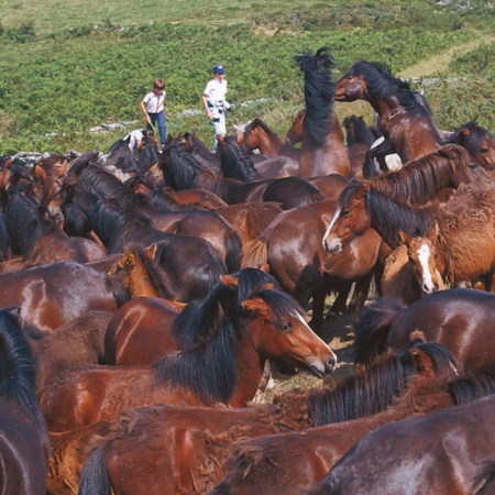 Rapa das bestas (tosatura dei cavalli)