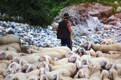 Ovelhas durante a transumância