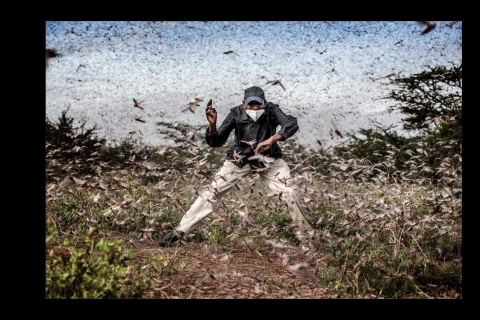 Финалист в категории «Фотография года». «Борьба с нашествием саранчи в Восточной Африке» 