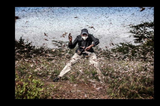 Finalista da “Foto do Ano”. Fighting Locust Invasion in East Africa