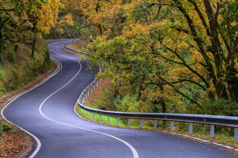 Strada nel bosco. Cammino di Santiago. Galizia