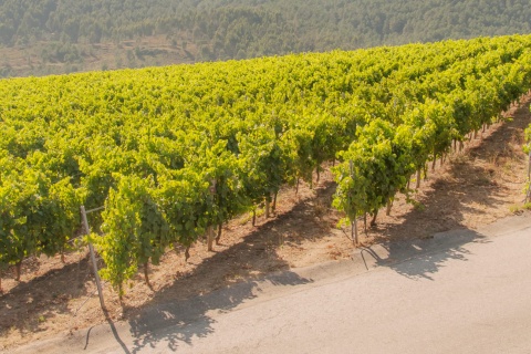 Viñedos de la región de las Rías Baixas en Pontevedra, Galicia