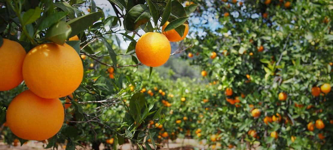 Orangenhaine in Valencia