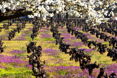 Paisaje de la Ruta del Vino del Bierzo - Bierzoenoturismo