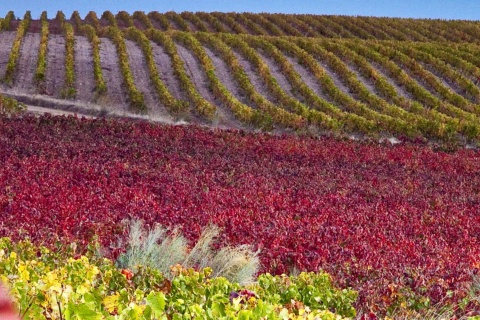 Paisaje de la Ruta del Vino Campo de Cariñena