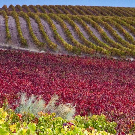 Paisaje de la Ruta del Vino Campo de Cariñena