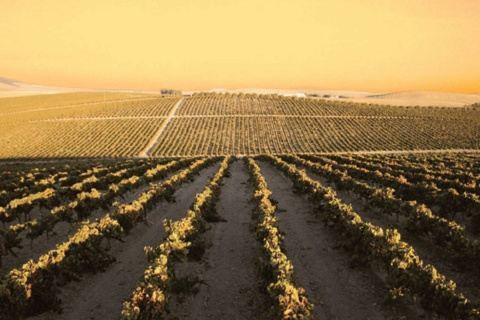 Paysage de la route du vin et du brandy du Marco de Jerez