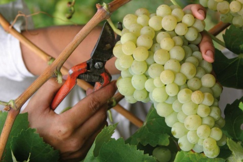 Itinerario enoturistico del Penedès