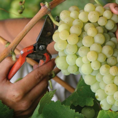 Ruta del Vino de Penedès