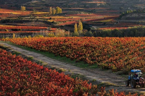 Krajobraz na Szlaku Wina La Rioja Alavesa