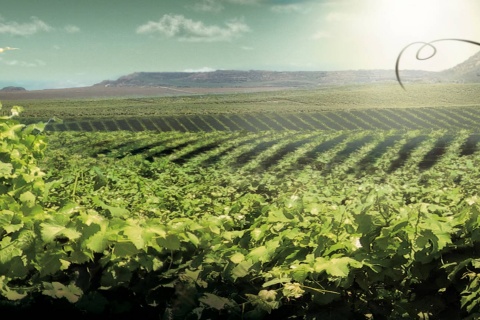 Paisaje de la Ruta del Vino de Lleida - Costa del Segre